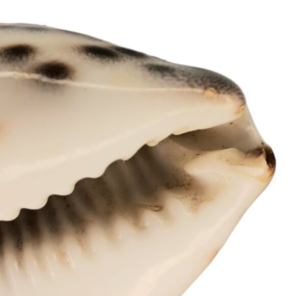 Cypraea Tigris Cowrie Shell 3"x 2" Beach Crafts Cottage Ocean Decor Sea Shell - Picture 5 of 11